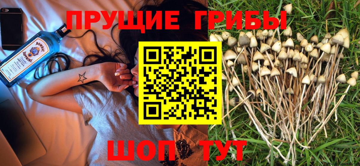 Галлюциногенные грибы Psilocybine cubensis Североуральск